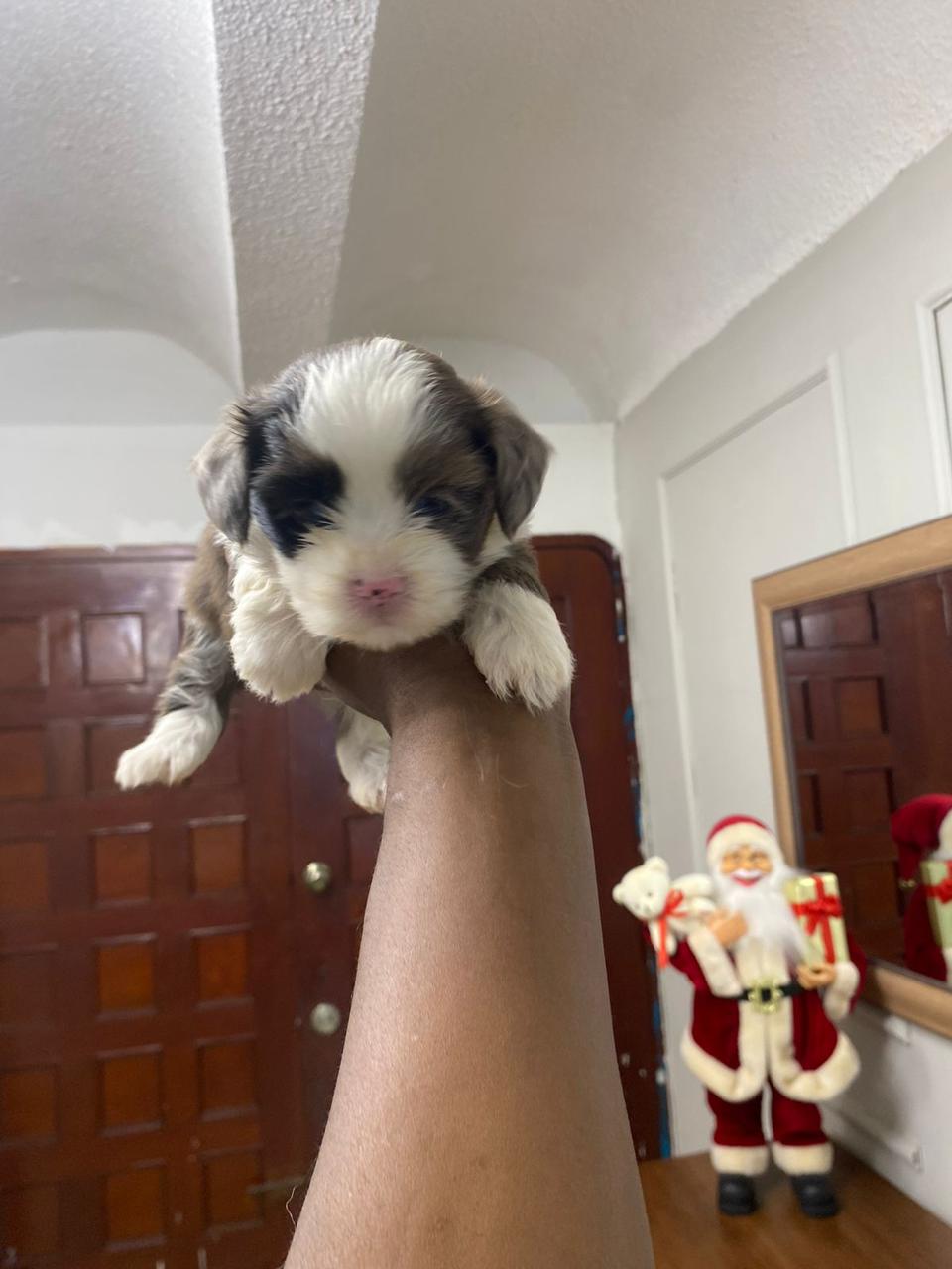 OFERTA CACHORRO SHIPOO AMBOS SEXO EN SANTO DOMINGO Y VACUNA AL DIA  Foto 7307778-2.jpg