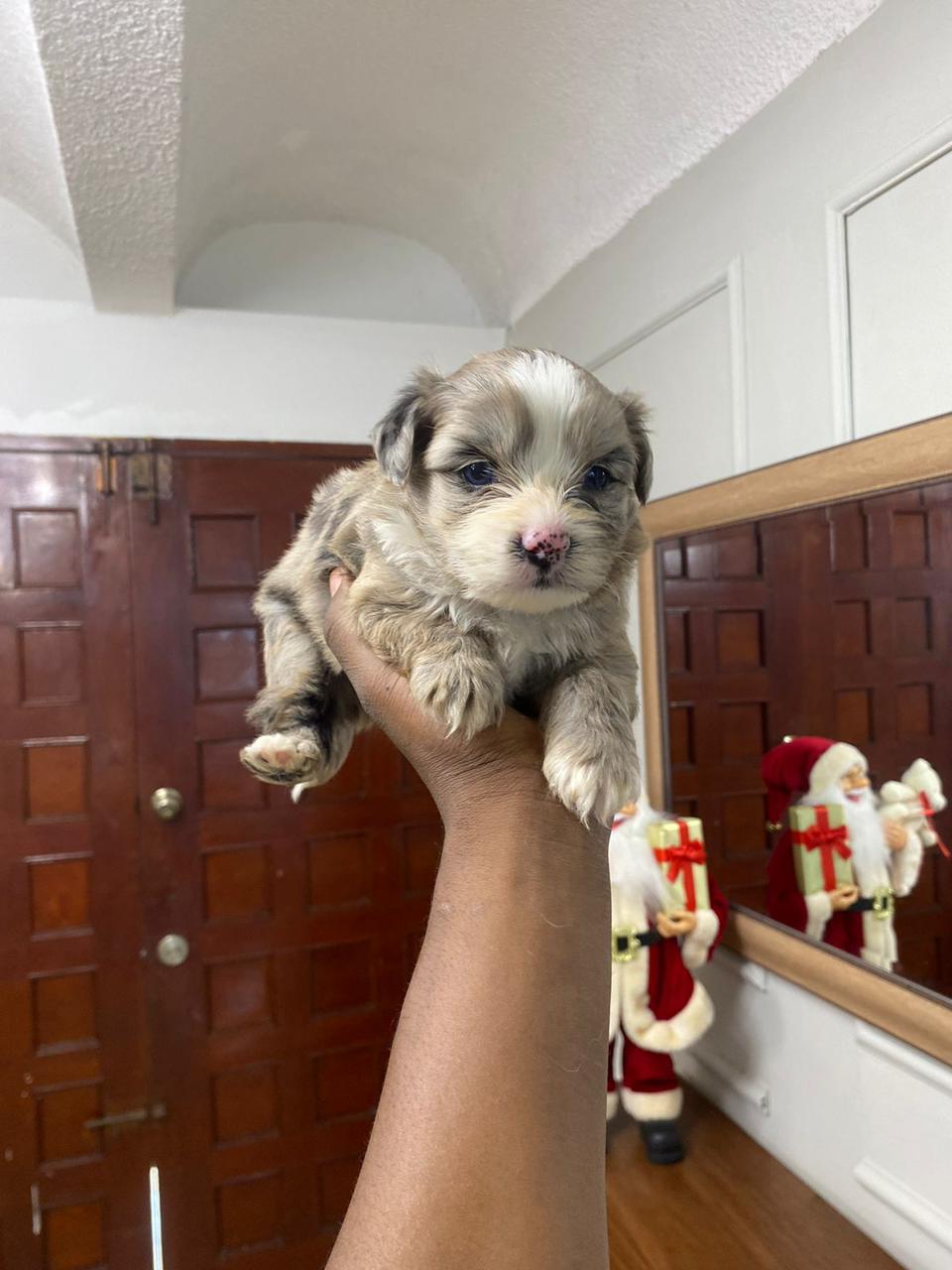 OFERTA CACHORRO SHIPOO AMBOS SEXO EN SANTO DOMINGO Y VACUNA AL DIA  Foto 7307778-3.jpg