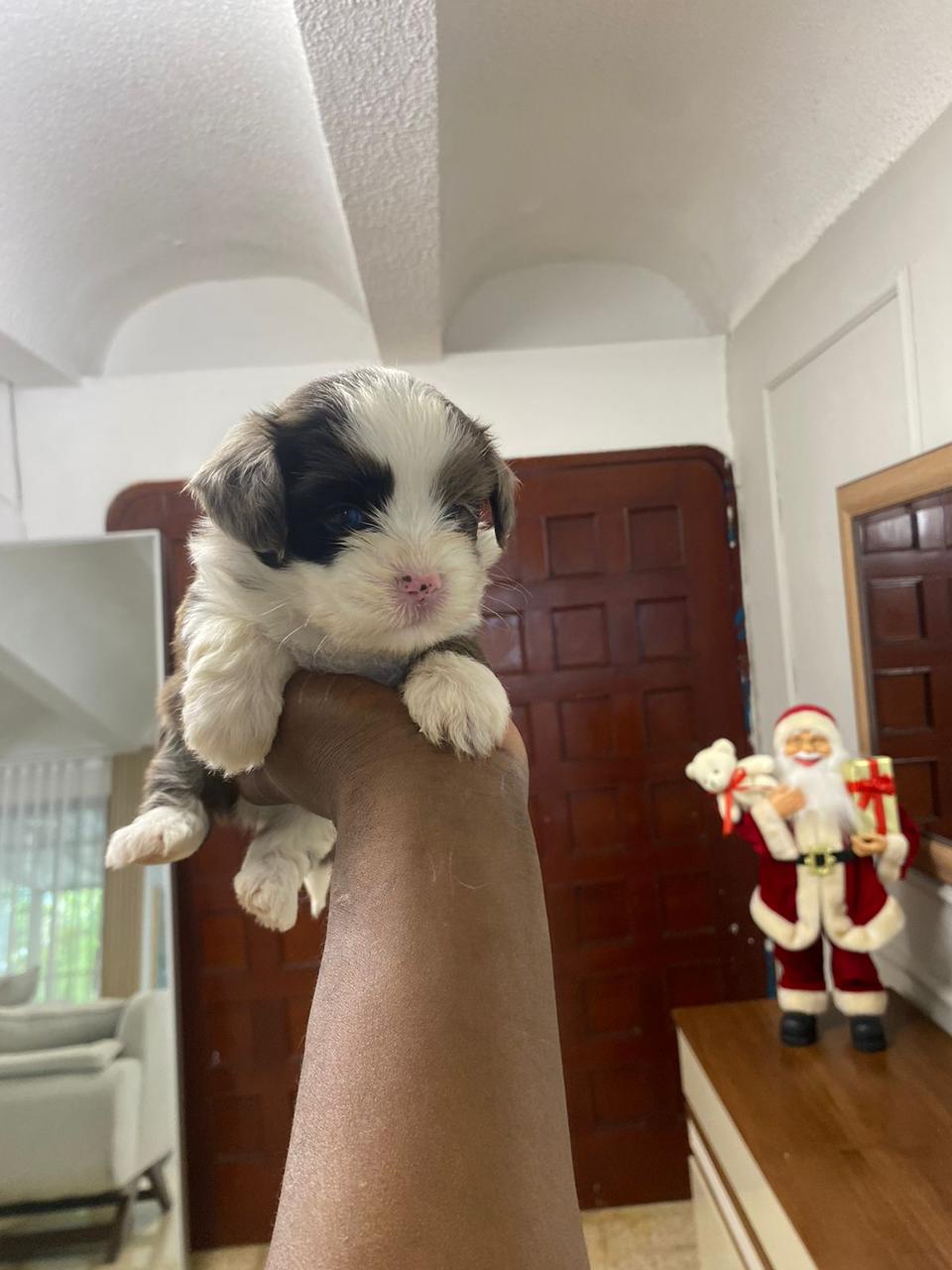 OFERTA CACHORRO SHIPOO AMBOS SEXO EN SANTO DOMINGO Y VACUNA AL DIA  Foto 7307778-4.jpg