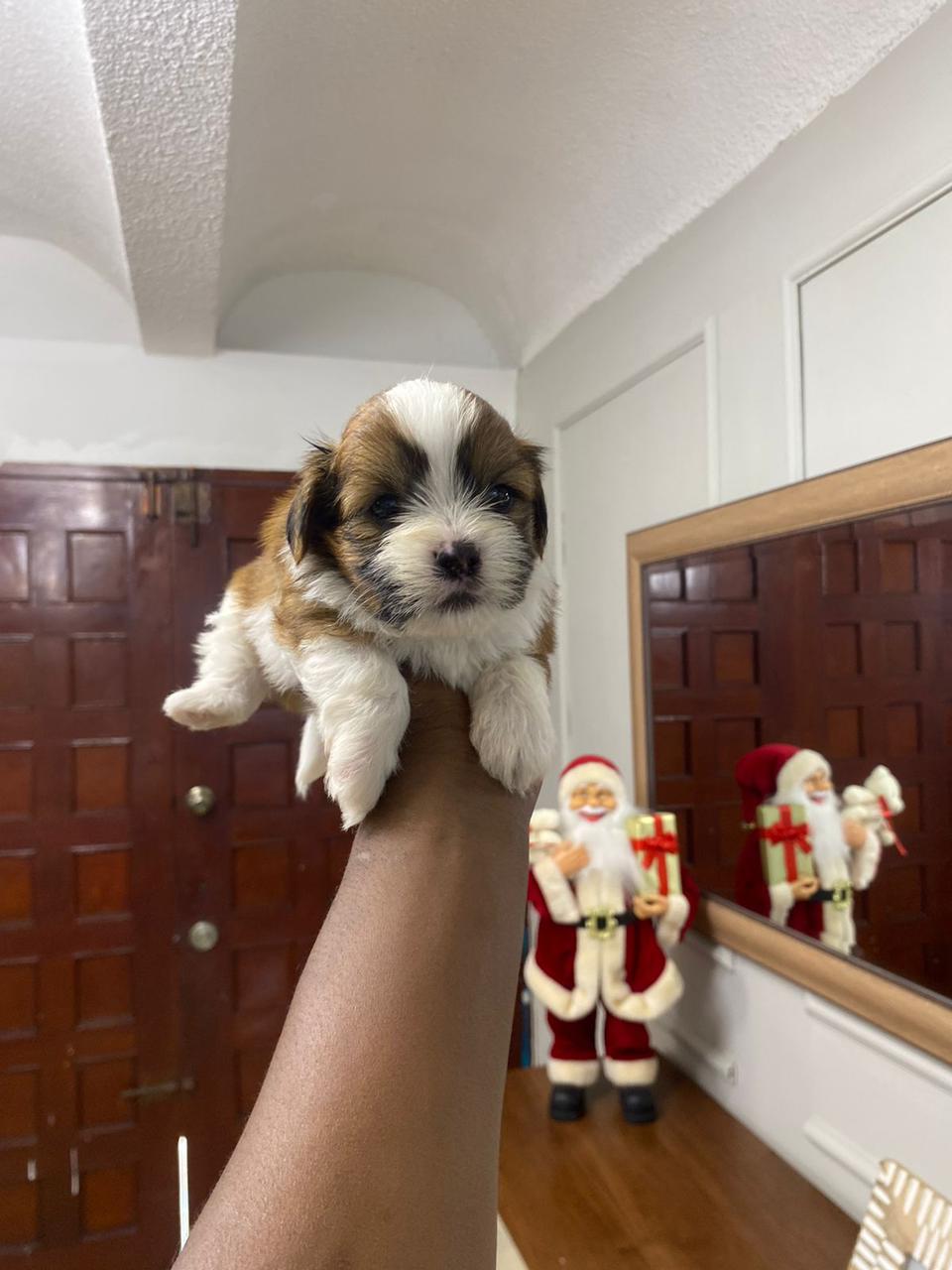 OFERTA CACHORRO SHIPOO AMBOS SEXO EN SANTO DOMINGO Y VACUNA AL DIA  Foto 7307778-5.jpg
