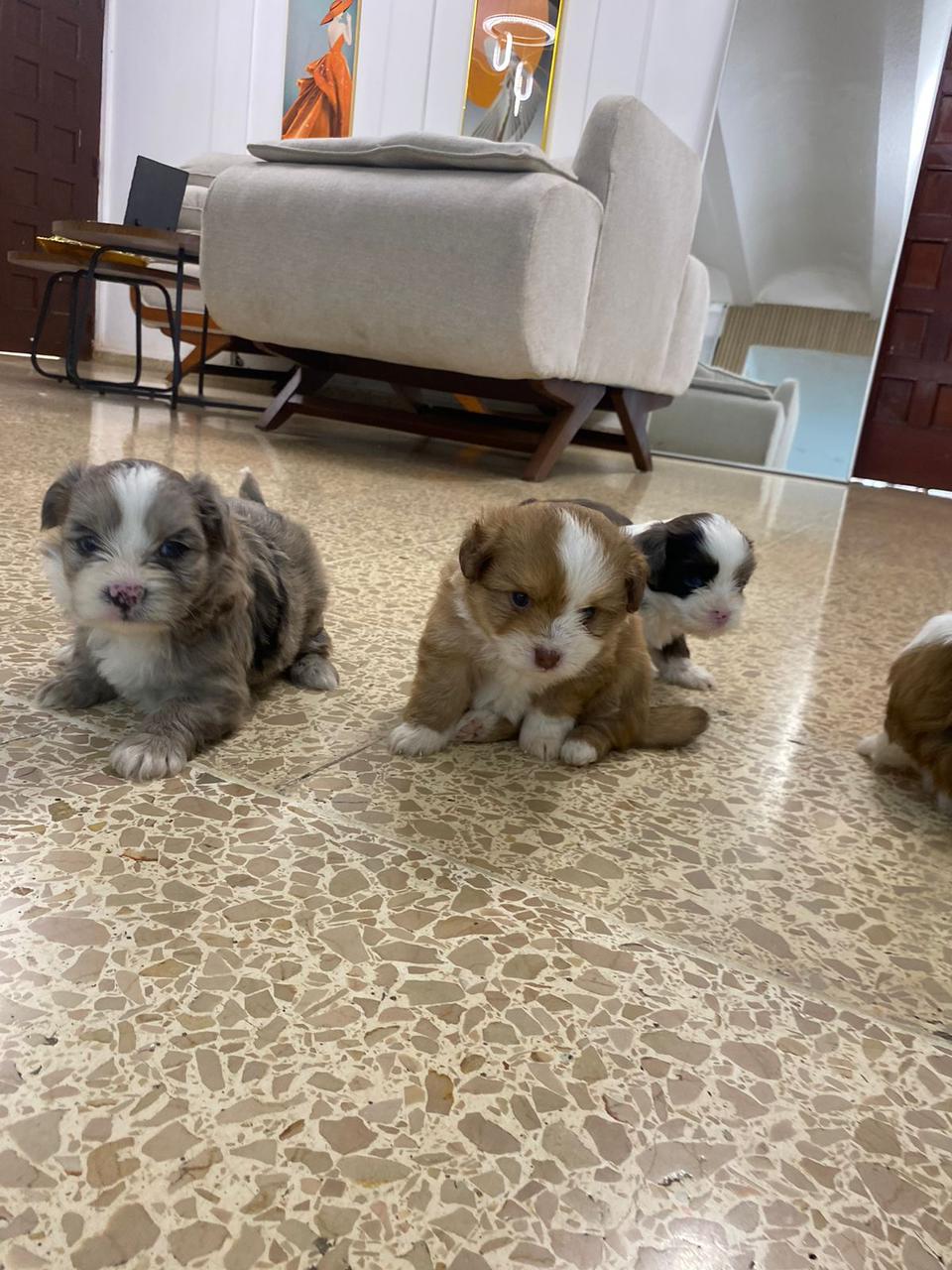 OFERTA CACHORRO SHIPOO AMBOS SEXO EN SANTO DOMINGO Y VACUNA AL DIA  Foto 7307778-6.jpg
