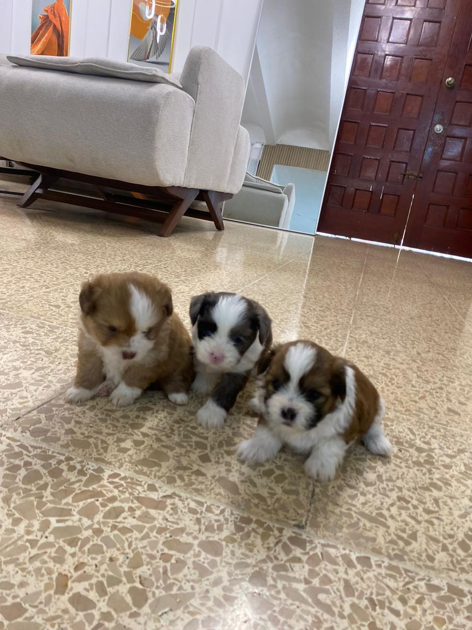 OFERTA CACHORRO SHIPOO AMBOS SEXO EN SANTO DOMINGO Y VACUNA AL DIA  Foto 7307778-7.jpg