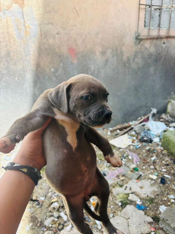 OFERTA CACHORRO PITBULL AMBOS SEXO EN SANTO DOMINGO Y VACUNA AL DIA  Foto 7307779-1.jpg