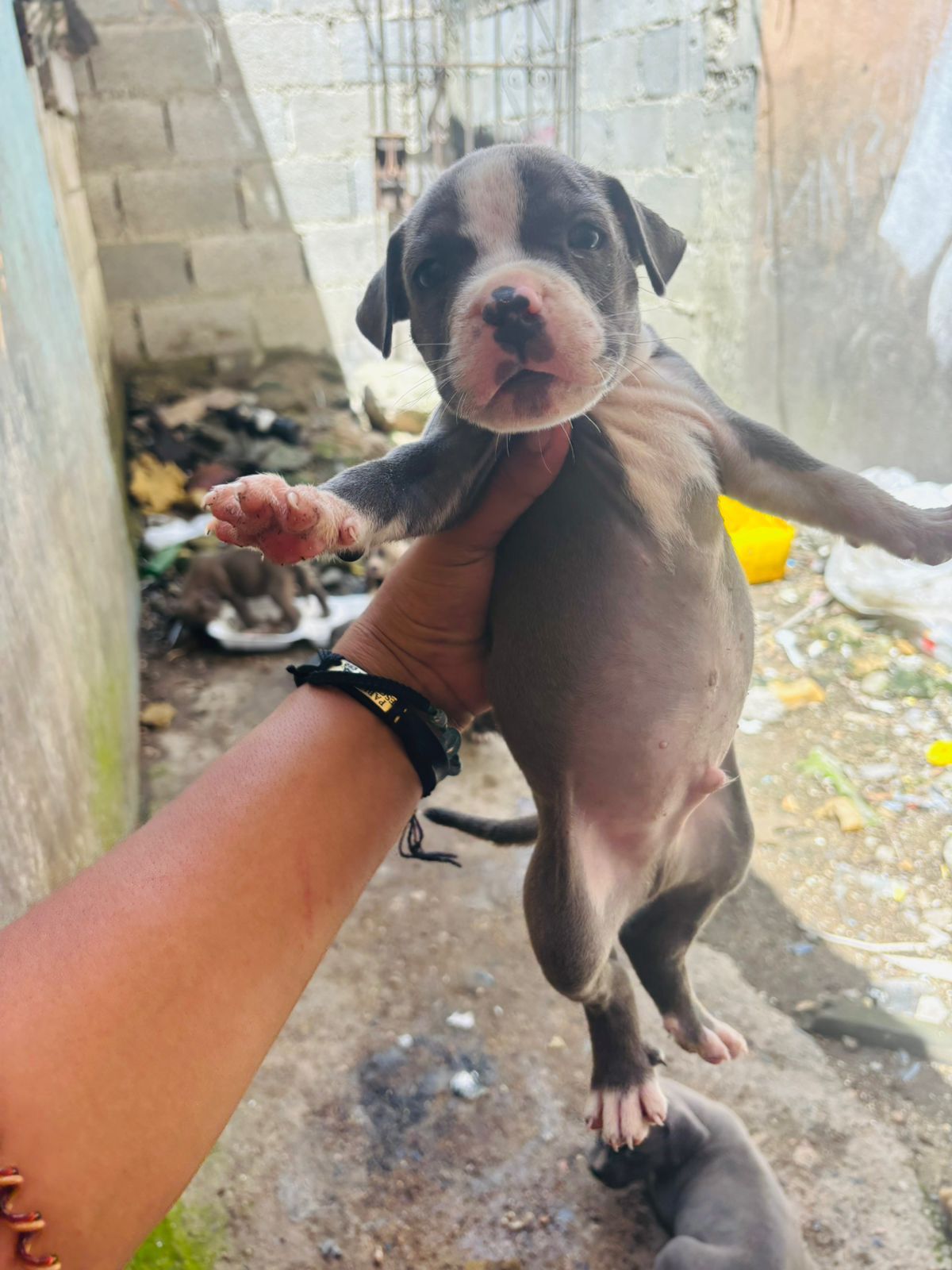 OFERTA CACHORRO PITBULL AMBOS SEXO EN SANTO DOMINGO Y VACUNA AL DIA  Foto 7307779-2.jpg