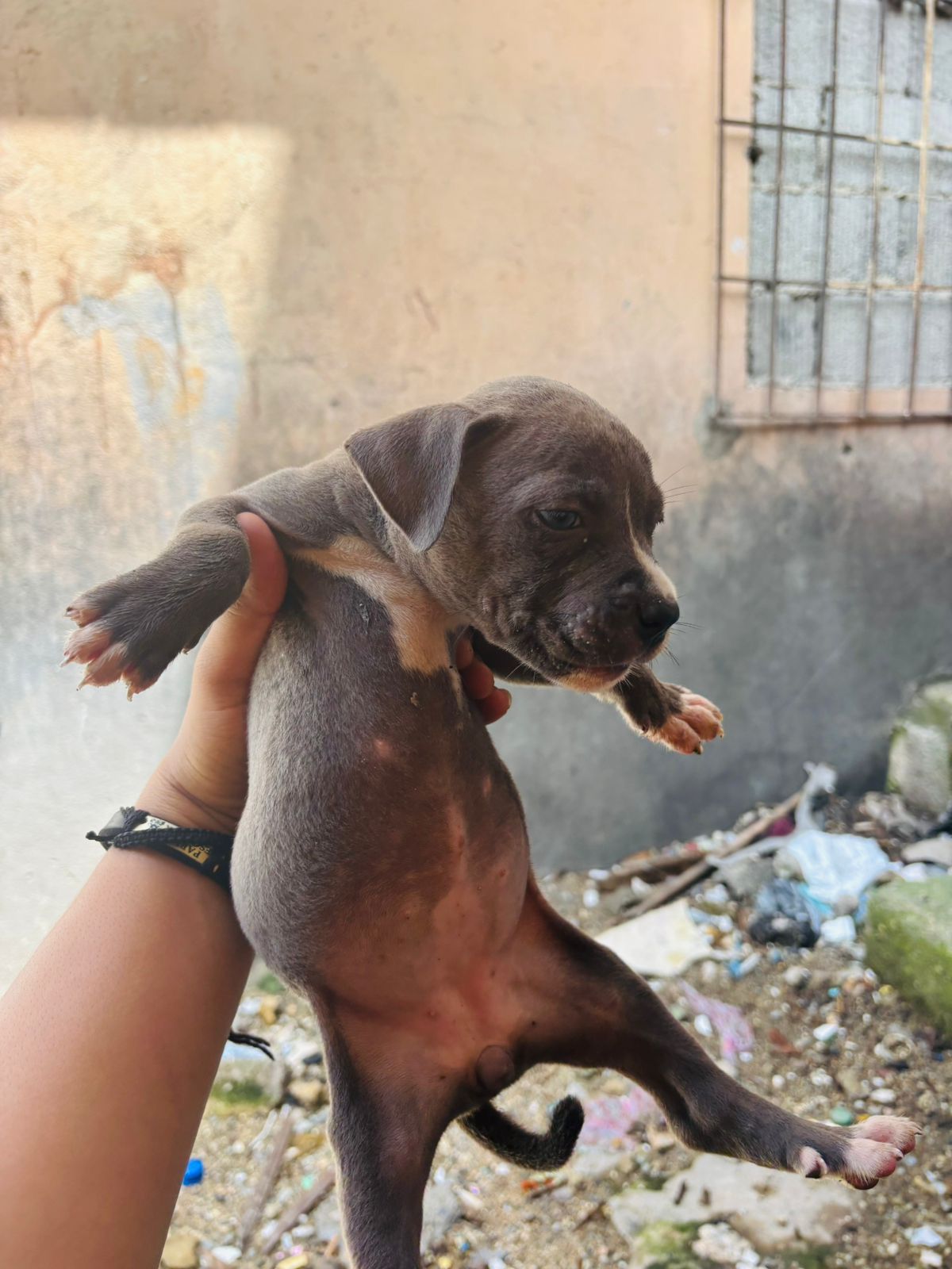 OFERTA CACHORRO PITBULL AMBOS SEXO EN SANTO DOMINGO Y VACUNA AL DIA  Foto 7307779-3.jpg