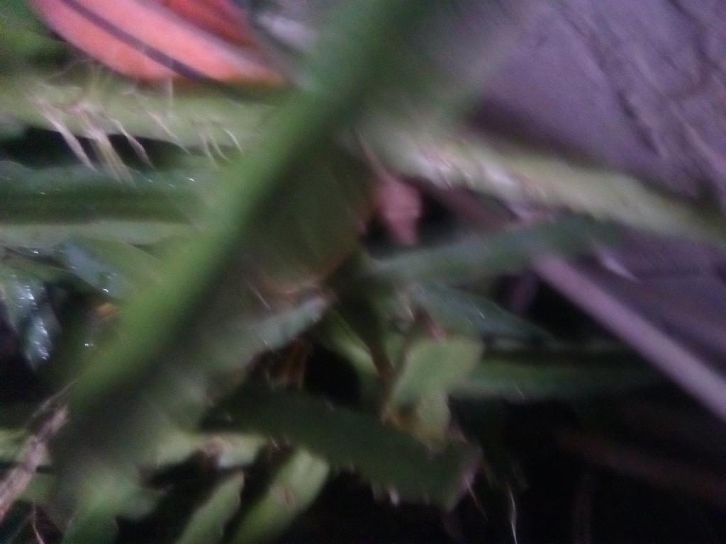 Vendo plantas de pitahayas  en San Cristóbal Foto 7307781-2.jpg