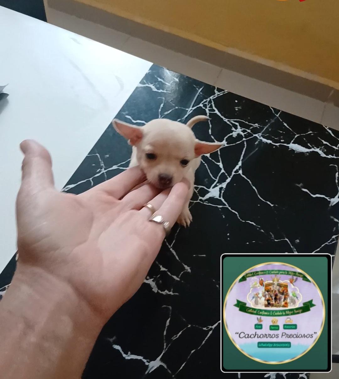 Chihuahua Mini/Toy 0 Cabezita de Manzanita  Foto 7307786-1.jpg