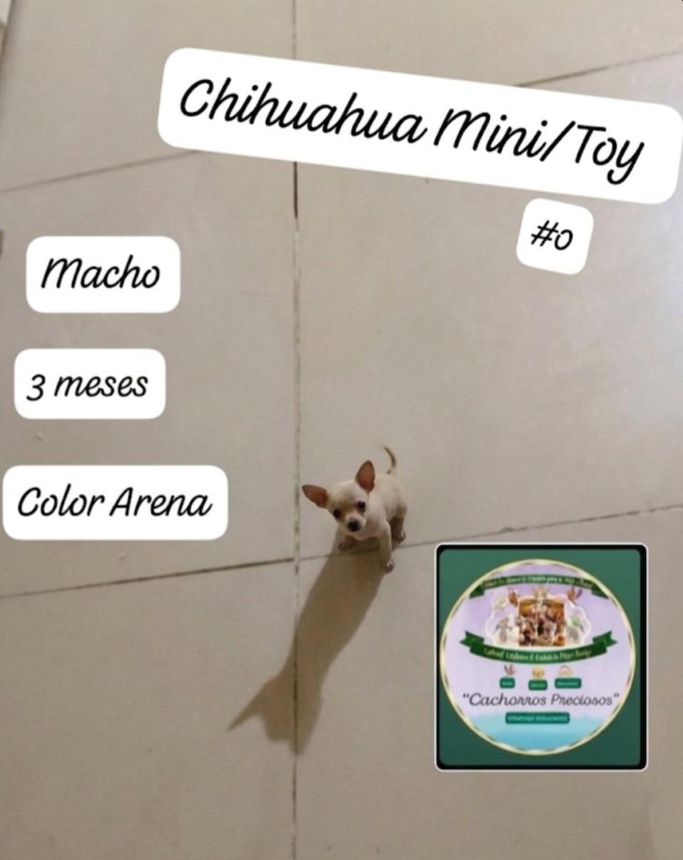 Chihuahua Mini/Toy 0 Cabezita de Manzanita  Foto 7307786-4.jpg