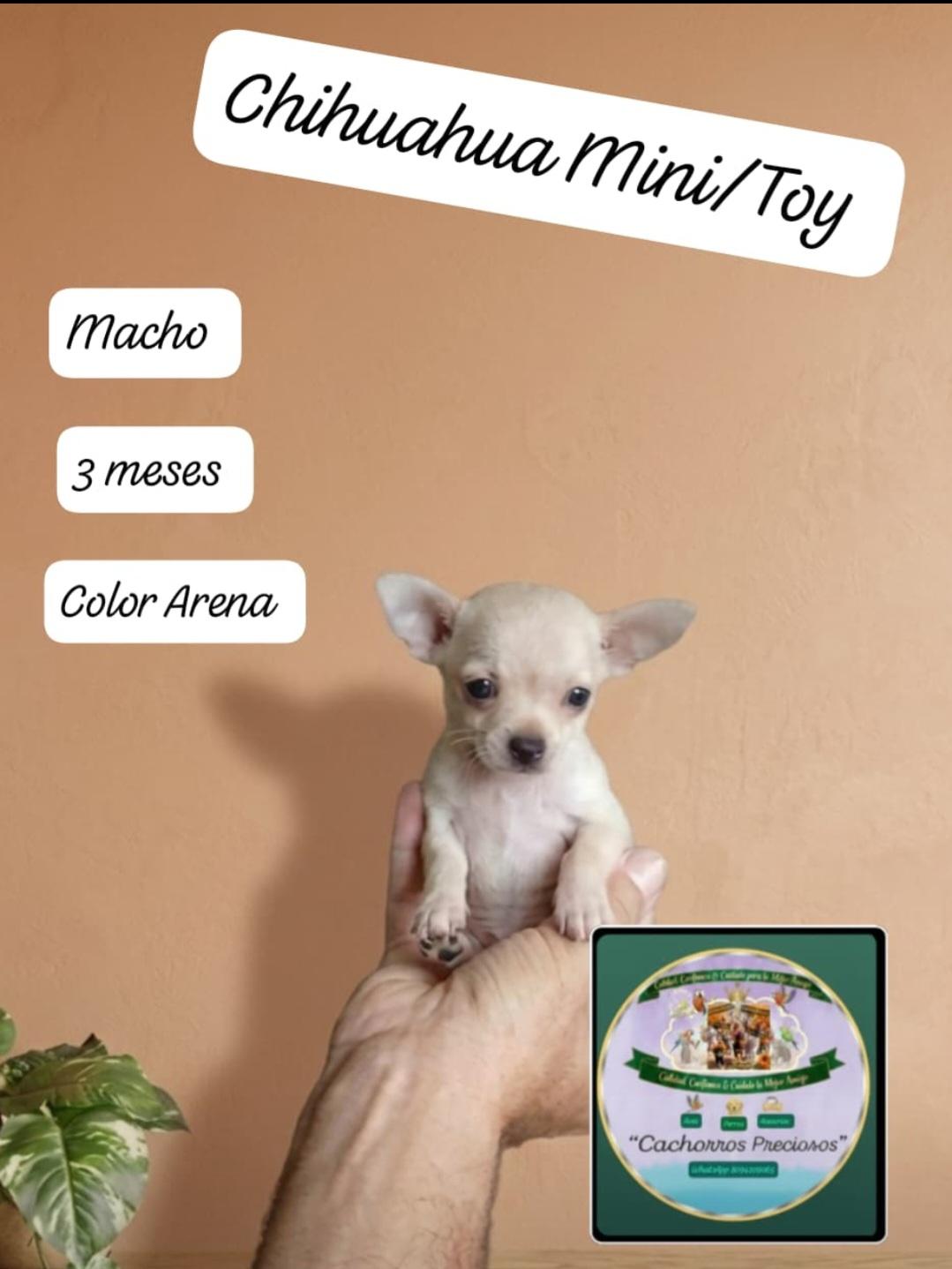 Chihuahua Mini/Toy 0 Cabezita de Manzanita  Foto 7307786-5.jpg