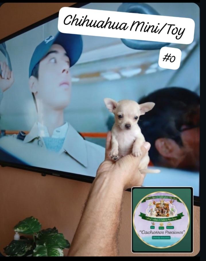 Chihuahua Mini/Toy 0 Cabezita de Manzanita  Foto 7307786-6.jpg