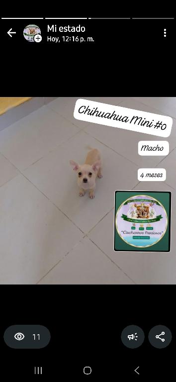 Chihuahua Mini/Toy 0 Cabezita de Manzanita  Foto 7307786-9.jpg
