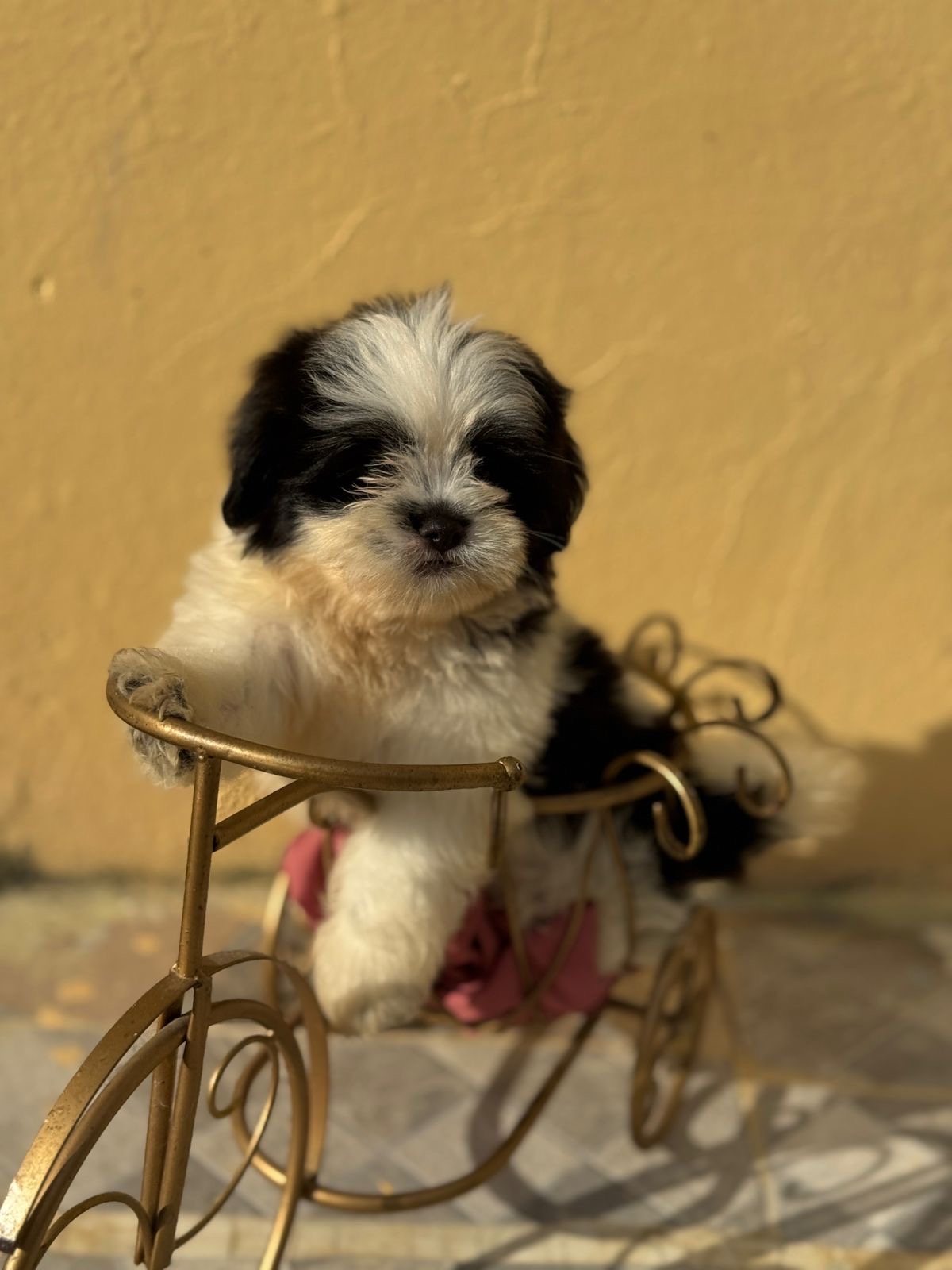 Shipoo Ambos Sexos  Foto 7307902-1.jpg