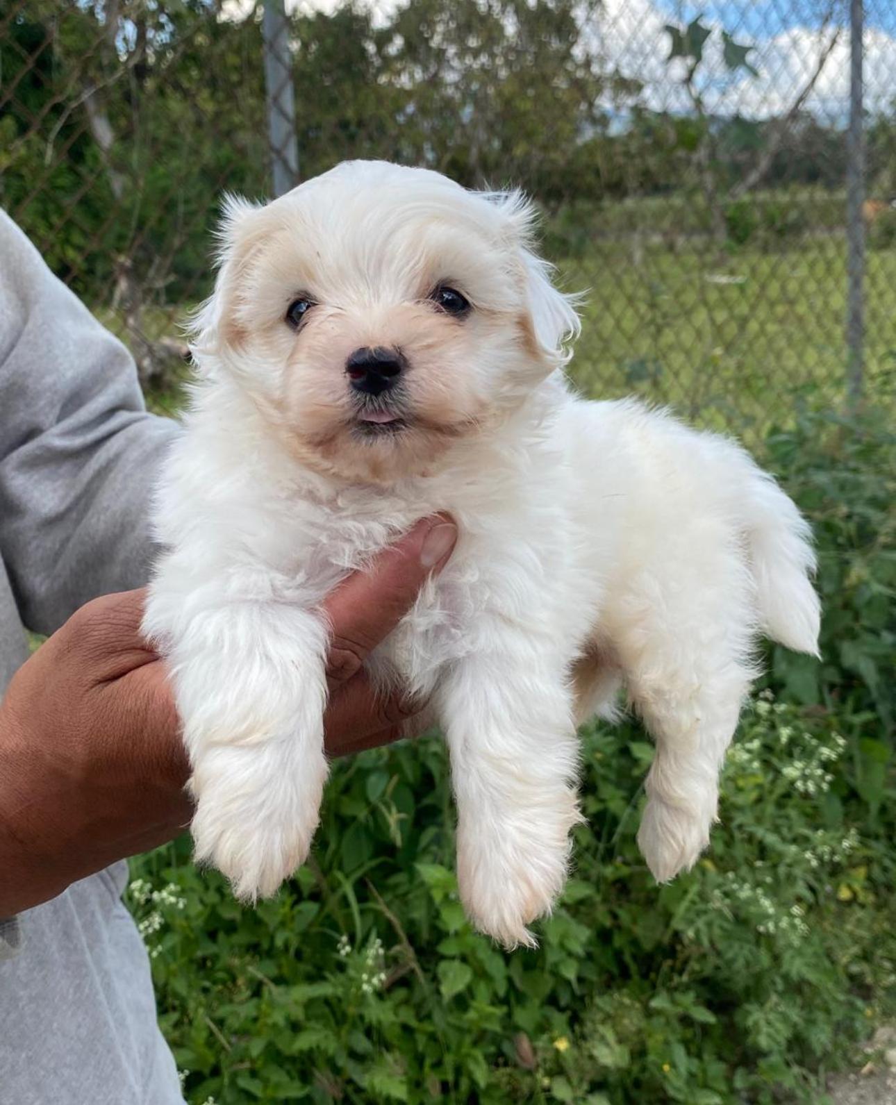 Maltipoo Ambos Sexos  Foto 7307903-3.jpg