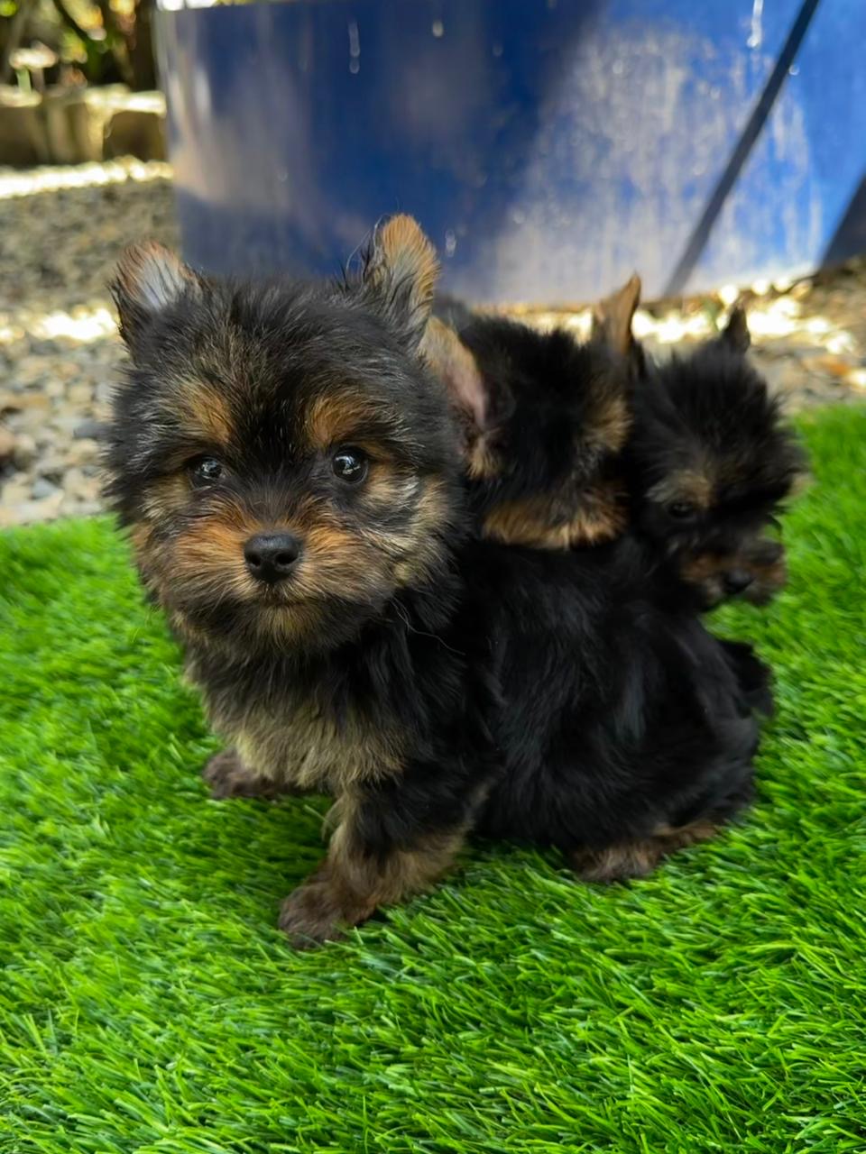 Yorkie Ambos Sexos  Foto 7307904-2.jpg