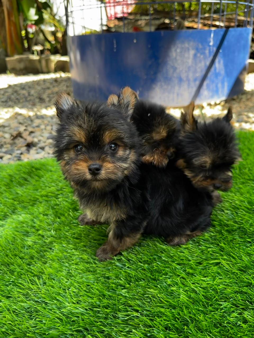 Yorkie Ambos Sexos  Foto 7307904-3.jpg