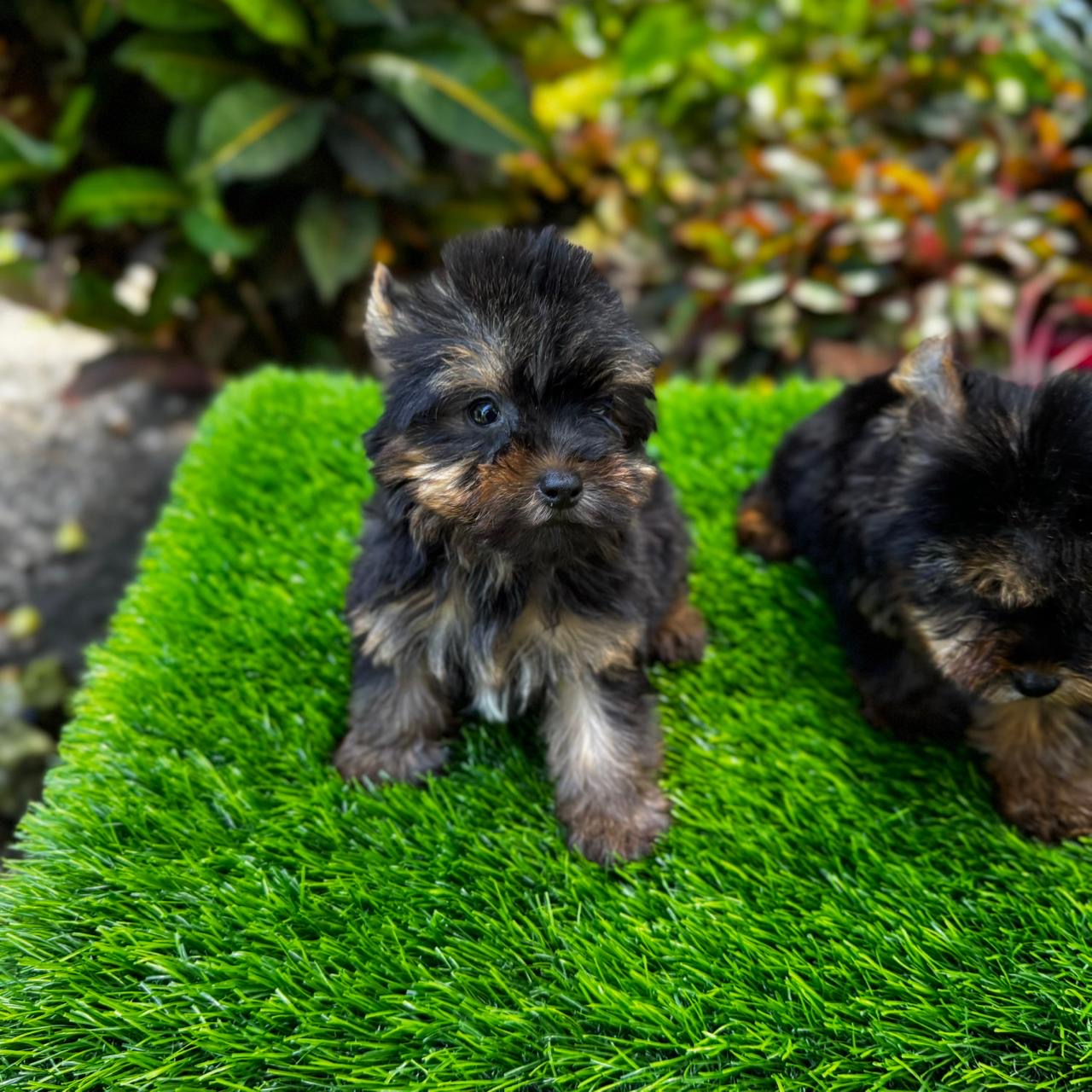 Yorkie Ambos Sexos  Foto 7307904-4.jpg