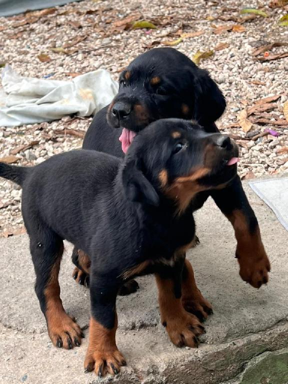 OFERTA CACHORRO ROTTWAILER HEMBRA CON SU VACUNA AL DIA EN SANTO DOMING Foto 7307912-1.jpg