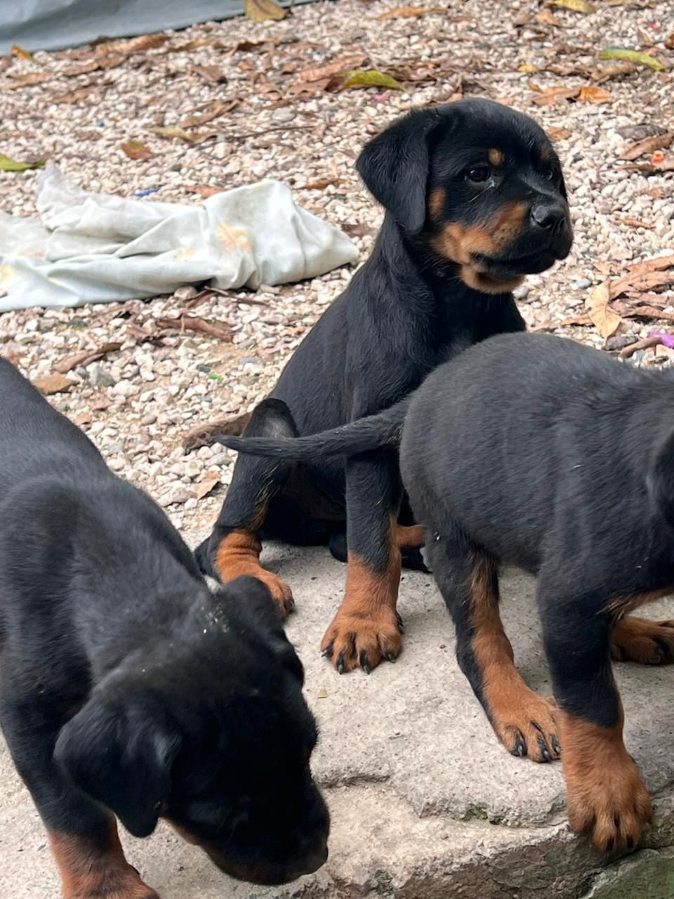 OFERTA CACHORRO ROTTWAILER HEMBRA CON SU VACUNA AL DIA EN SANTO DOMING Foto 7307912-2.jpg