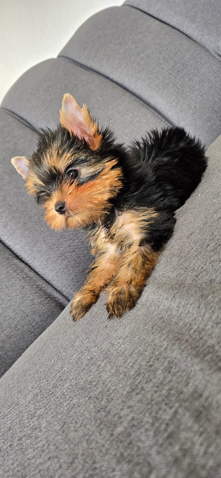 OFERTA CACHORRO YORKIE HEMBRA EN SANTO DOMINGO Y VACUNA AL DIA  Foto 7307913-1.jpg