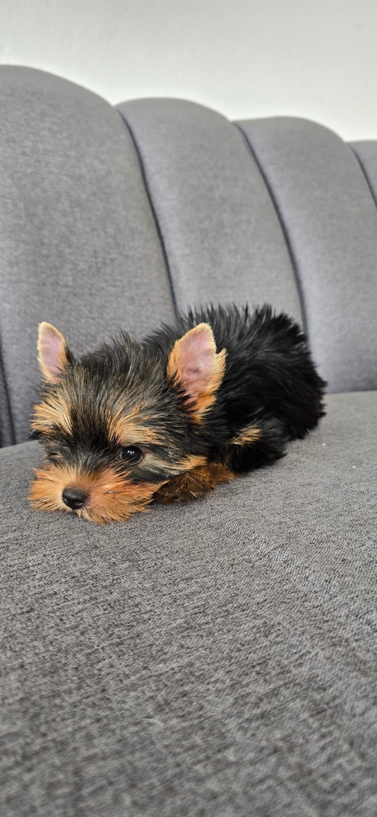 OFERTA CACHORRO YORKIE HEMBRA EN SANTO DOMINGO Y VACUNA AL DIA  Foto 7307913-2.jpg