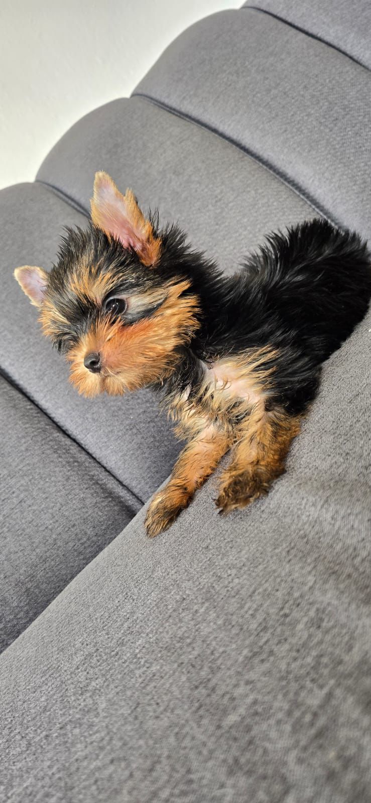 OFERTA CACHORRO YORKIE HEMBRA EN SANTO DOMINGO Y VACUNA AL DIA  Foto 7307913-3.jpg