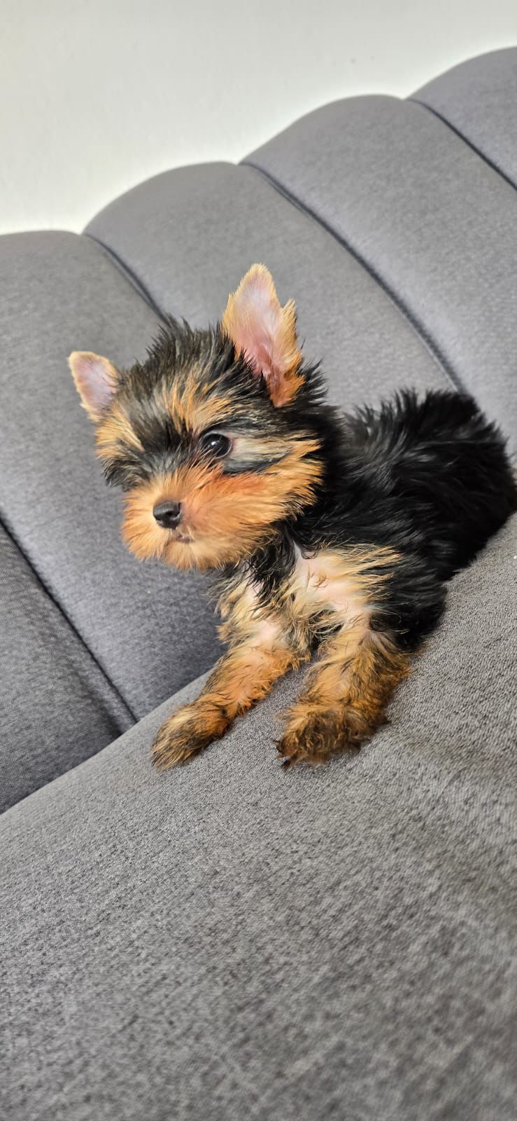 OFERTA CACHORRO YORKIE HEMBRA EN SANTO DOMINGO Y VACUNA AL DIA  Foto 7307913-4.jpg