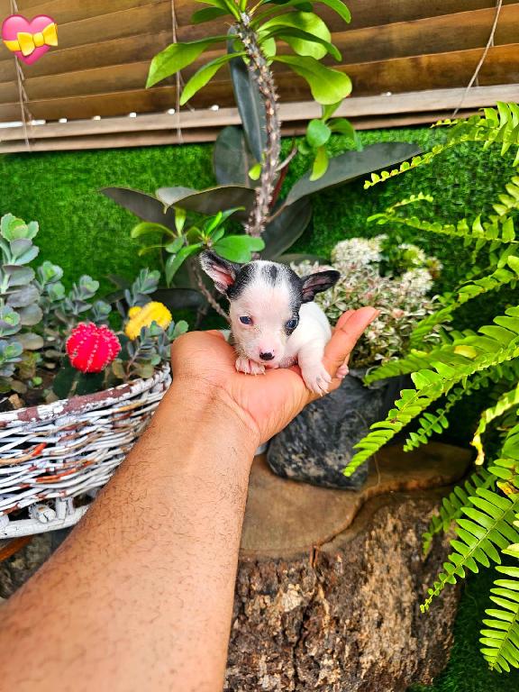 OFERTA CACHORRO CHIHUAHUA HEMBRA EN SANTO DOMINGO Y VACUNA AL DIA  Foto 7307916-1.jpg
