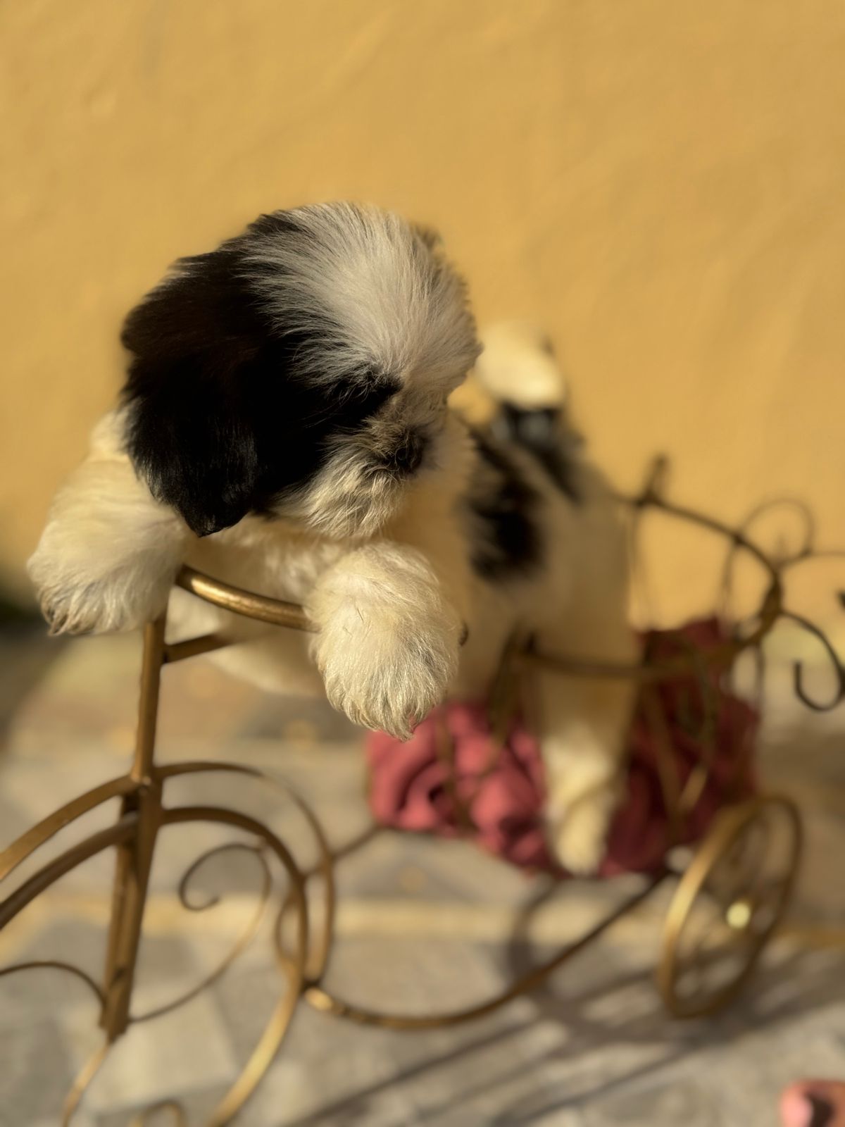 OFERTA CACHORRO SHIPOO MACHO EN SANTO DOMINGO Y VACUNA AL DIA  Foto 7307917-4.jpg