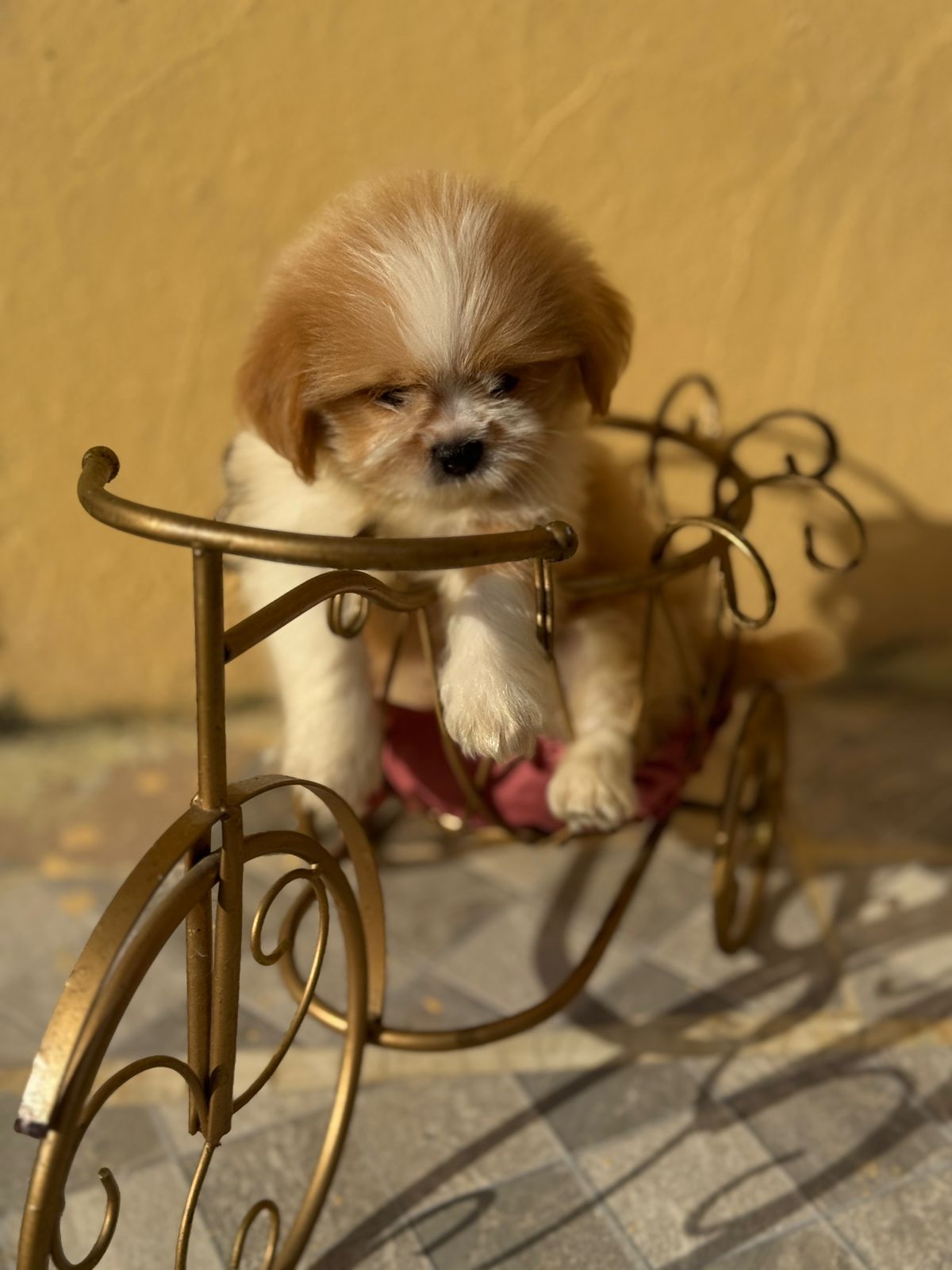 OFERTA CACHORRO SHIPOO MACHO EN SANTO DOMINGO Y VACUNA AL DIA  Foto 7307917-5.jpg