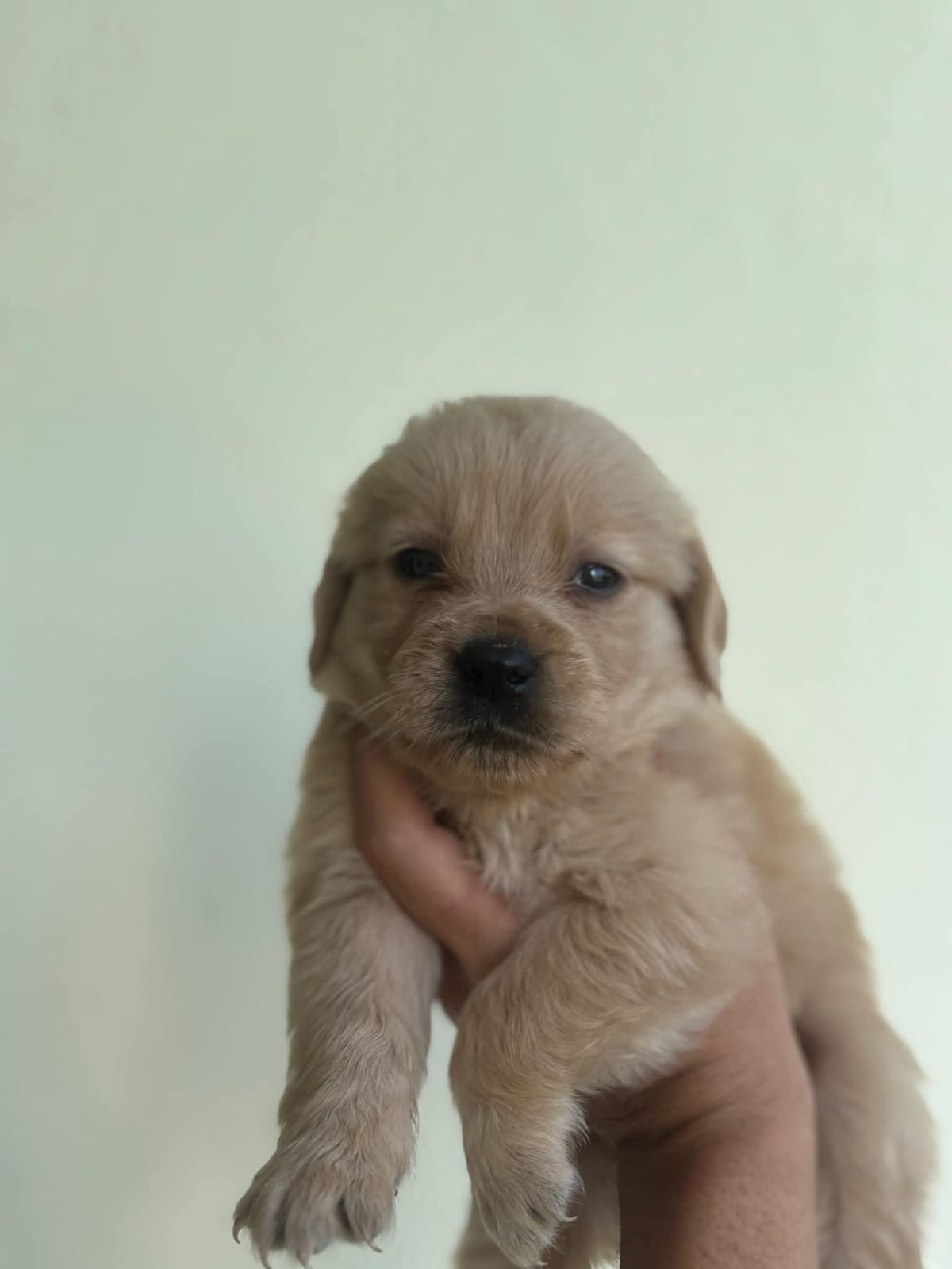 Golden Retriever Ambos Sexos  Foto 7308057-3.jpg