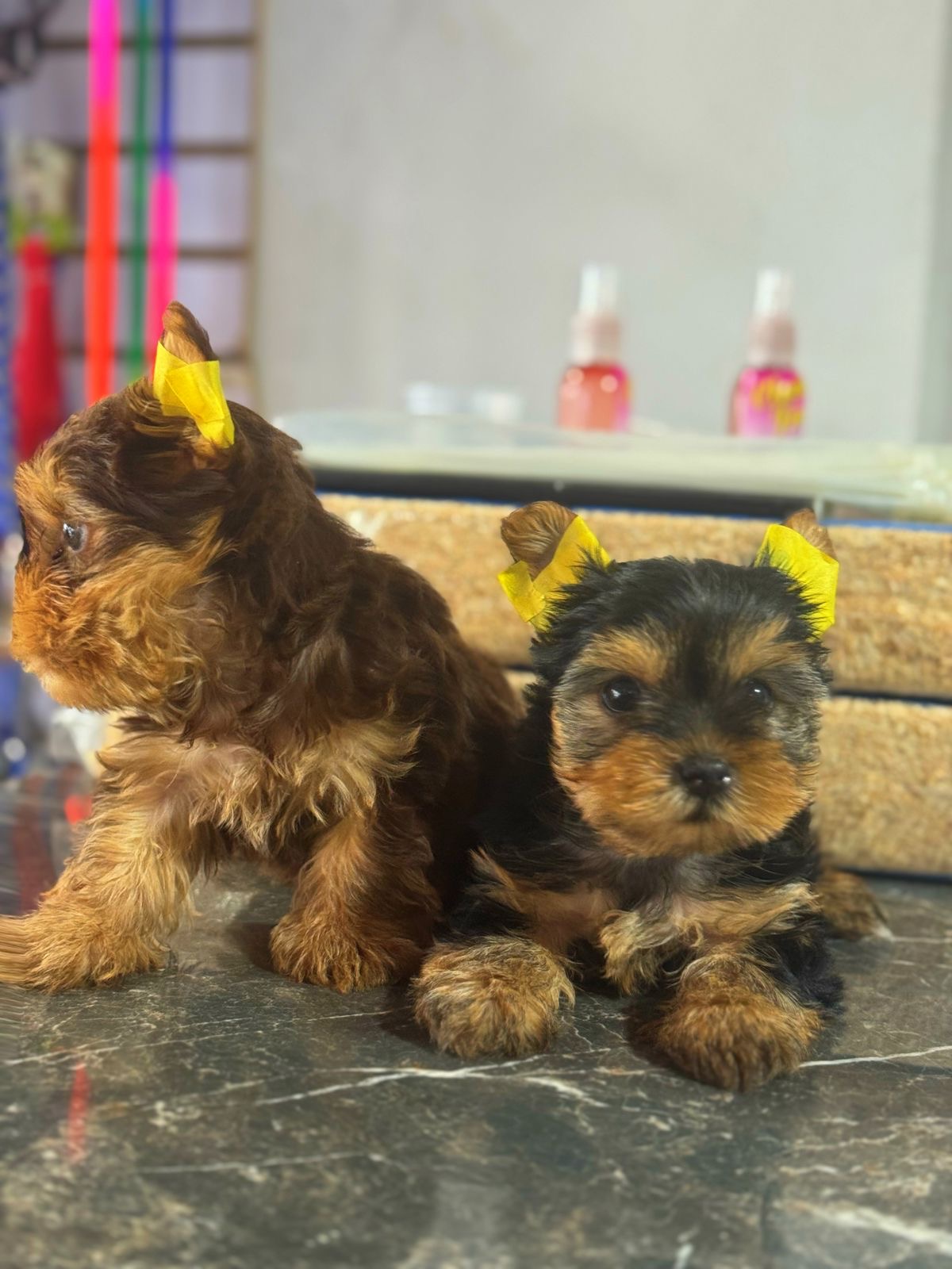 Yorkie  Machos  Foto 7308060-2.jpg
