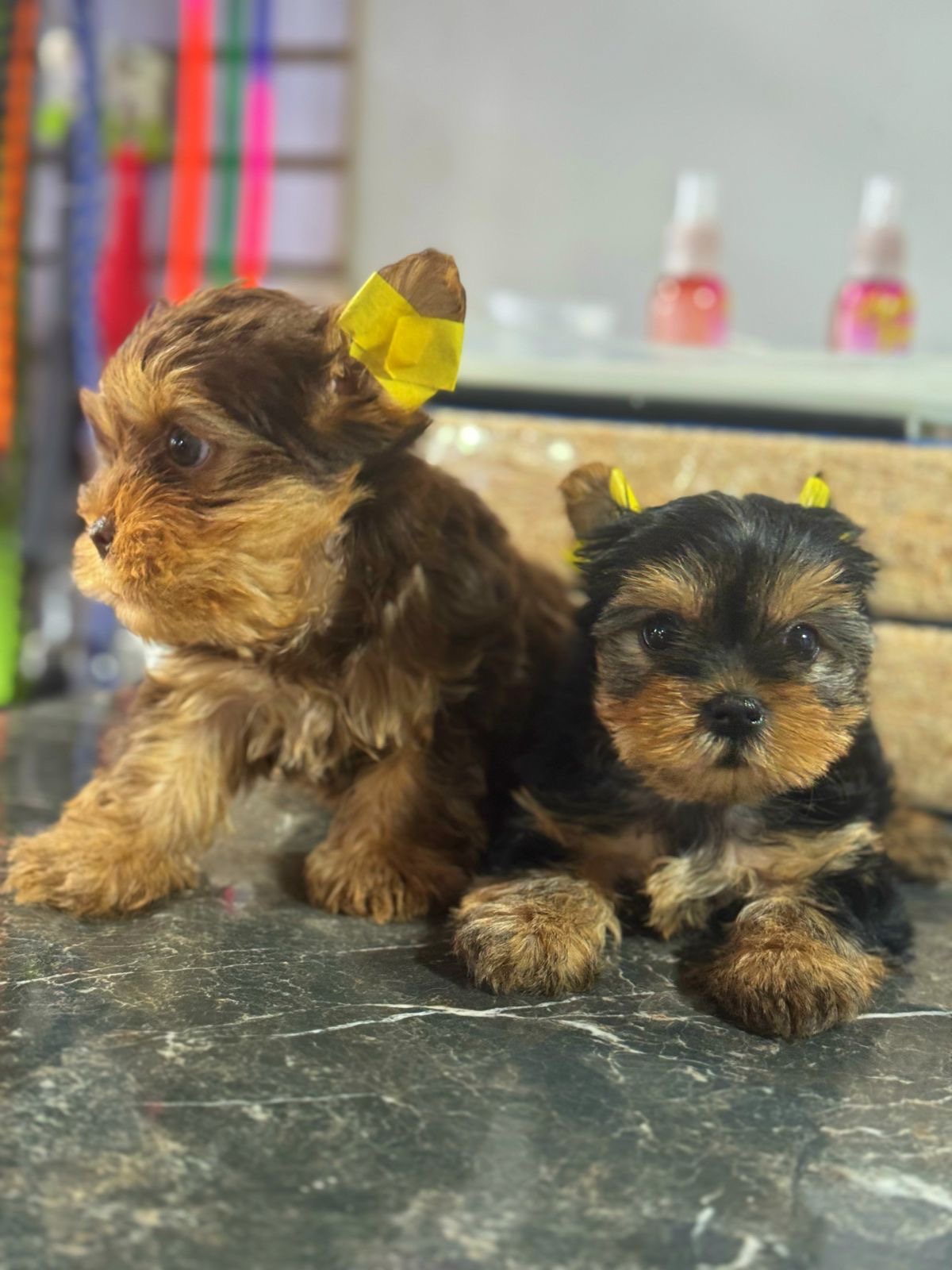Yorkie  Machos  Foto 7308060-3.jpg