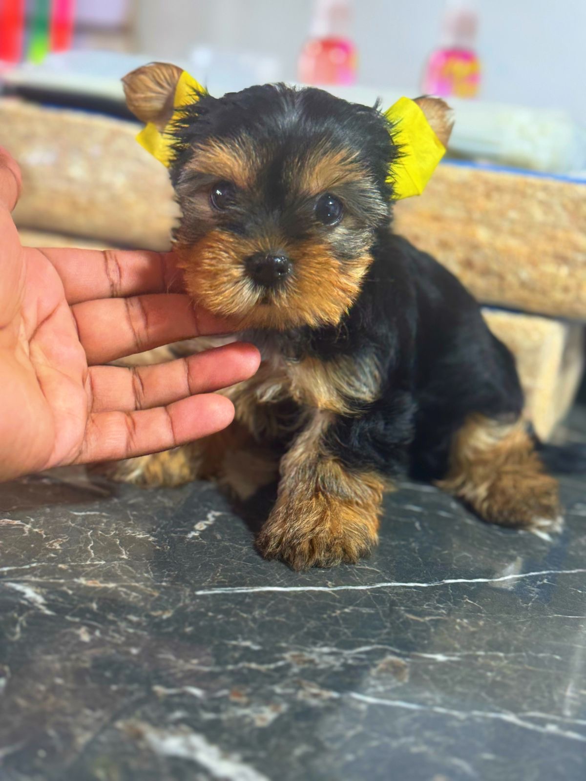 Yorkie  Machos  Foto 7308060-4.jpg