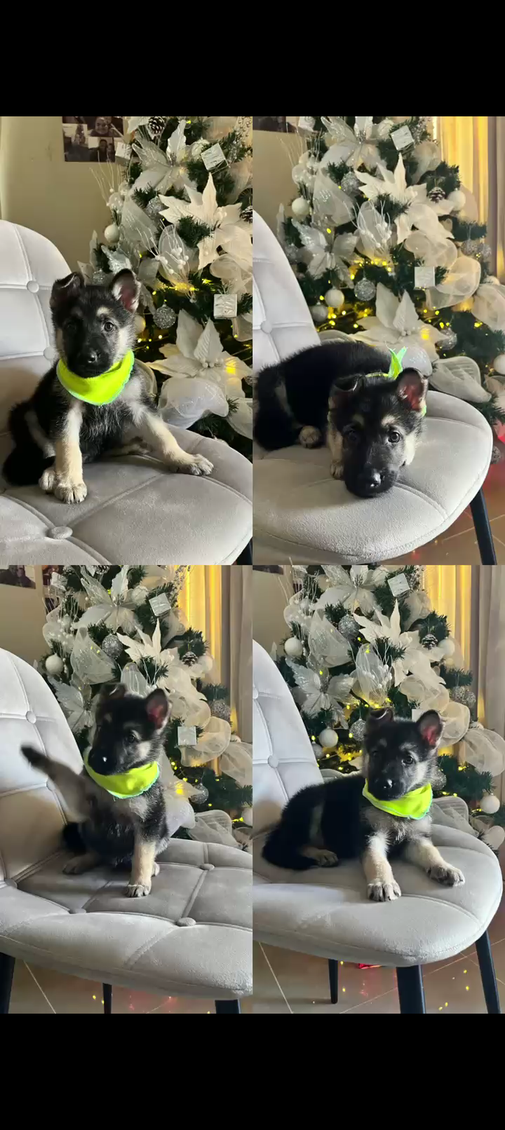 Somos Criadores de más de 20 años de experiencias en el cachorros Foto 7308168-1.jpg