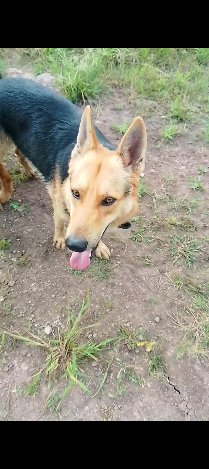 Somos Criadores de más de 20 años de experiencias en el cachorros Foto 7308168-3.jpg