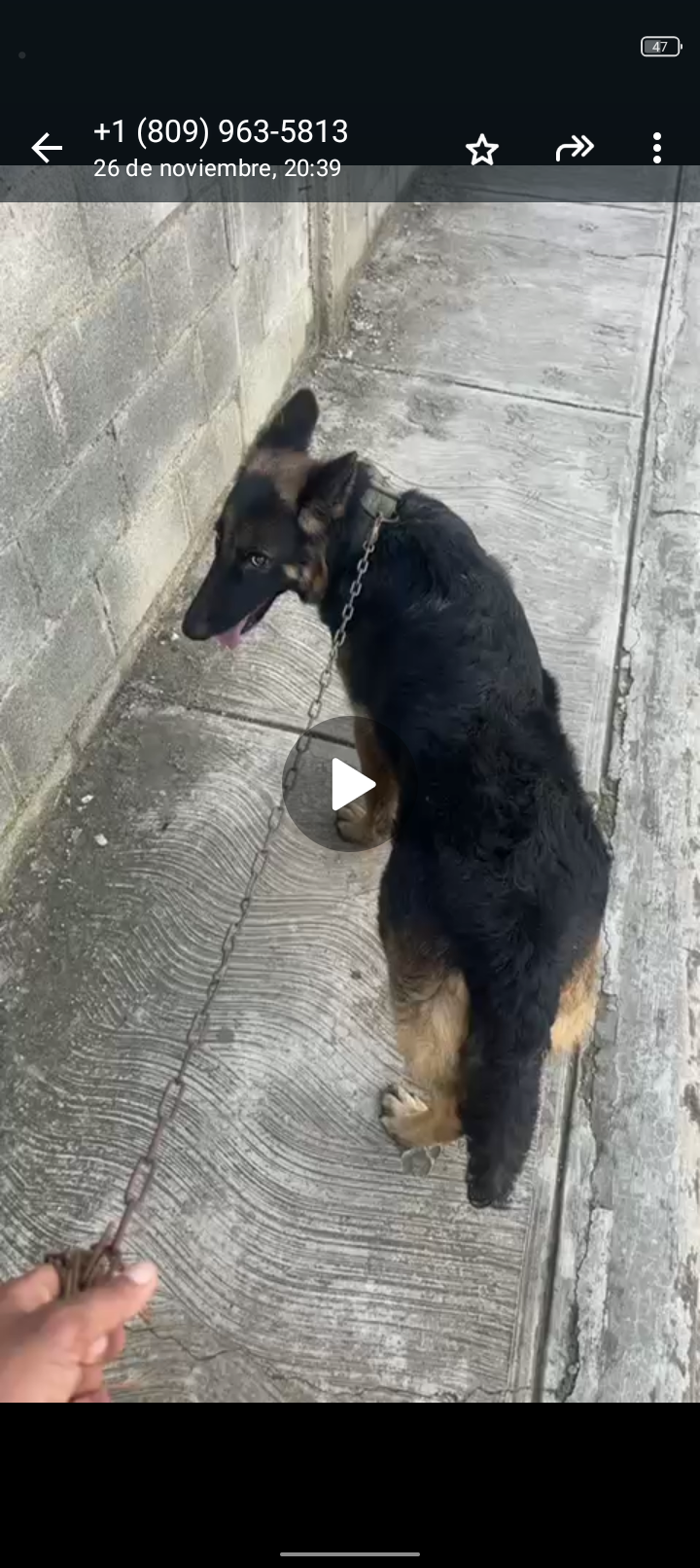 Somos Criadores de más de 20 años de experiencias en el cachorros Foto 7308168-4.jpg
