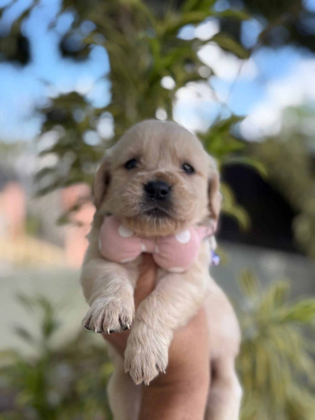 OFERTA CACHORRO GOLDEN RETRIEVER AMBOS SEXO UBICADA EN SANTO DOMINGO Y Foto 7308267-1.jpg