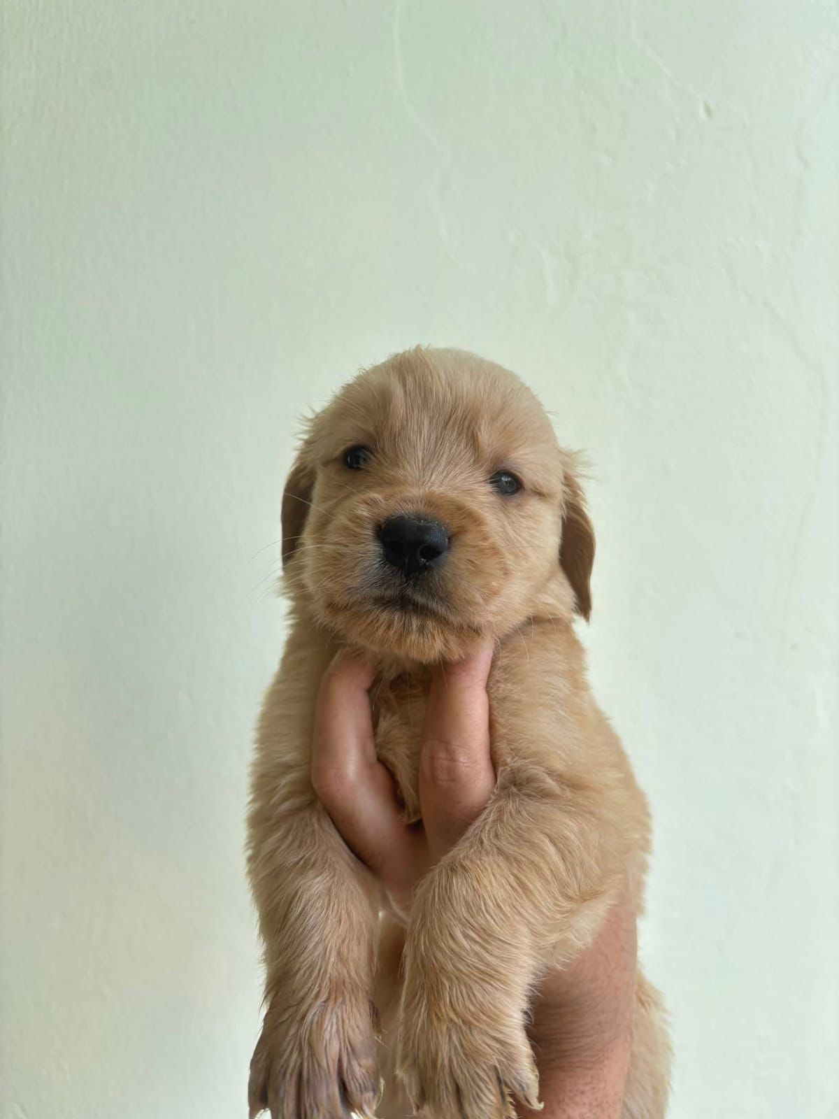 OFERTA CACHORRO GOLDEN RETRIEVER AMBOS SEXO UBICADA EN SANTO DOMINGO Y Foto 7308267-2.jpg