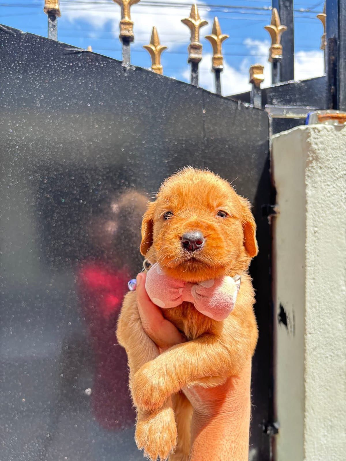 OFERTA CACHORRO GOLDEN RETRIEVER AMBOS SEXO UBICADA EN SANTO DOMINGO Y Foto 7308267-3.jpg