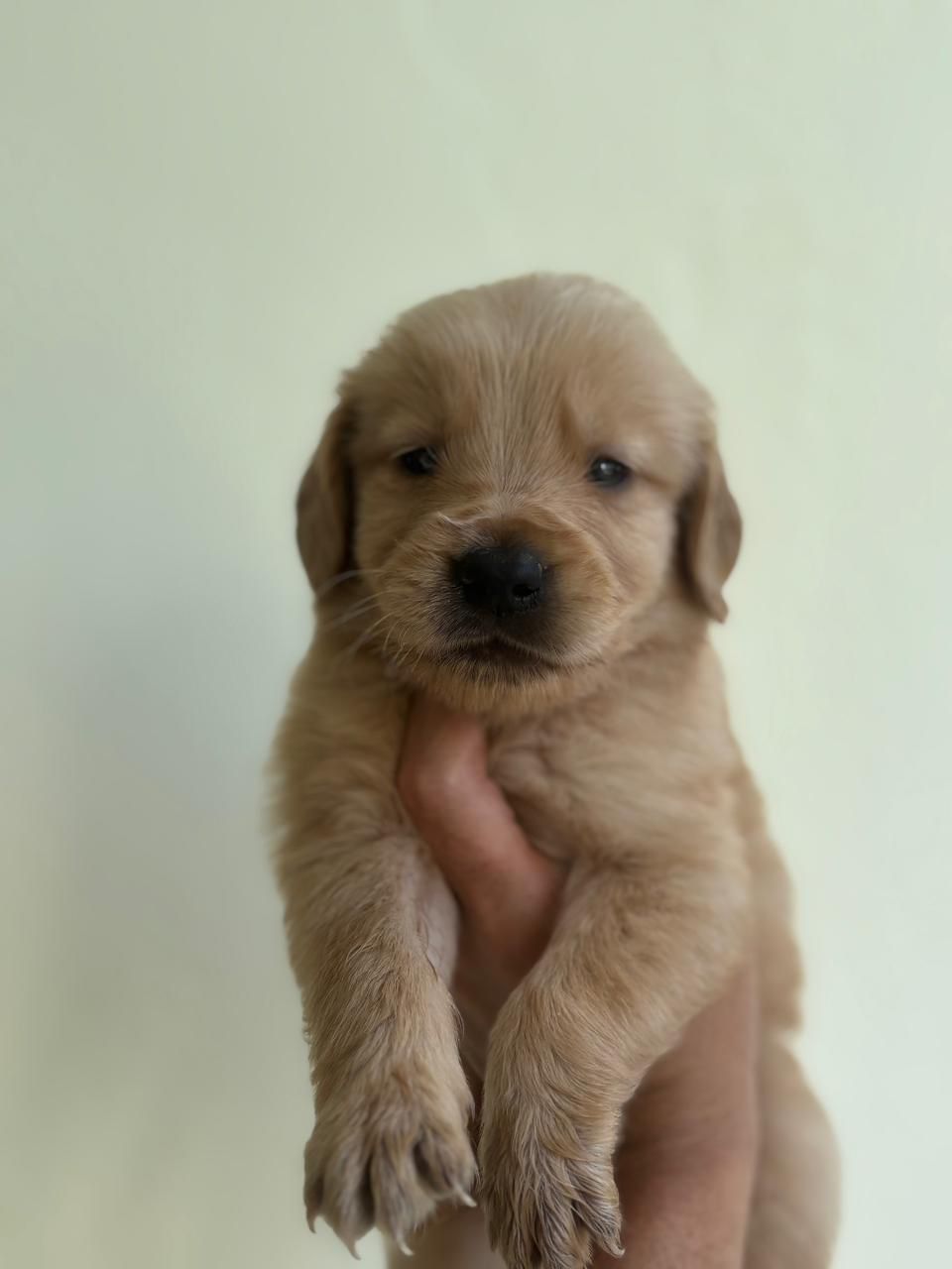 OFERTA CACHORRO GOLDEN RETRIEVER AMBOS SEXO UBICADA EN SANTO DOMINGO Y Foto 7308267-4.jpg