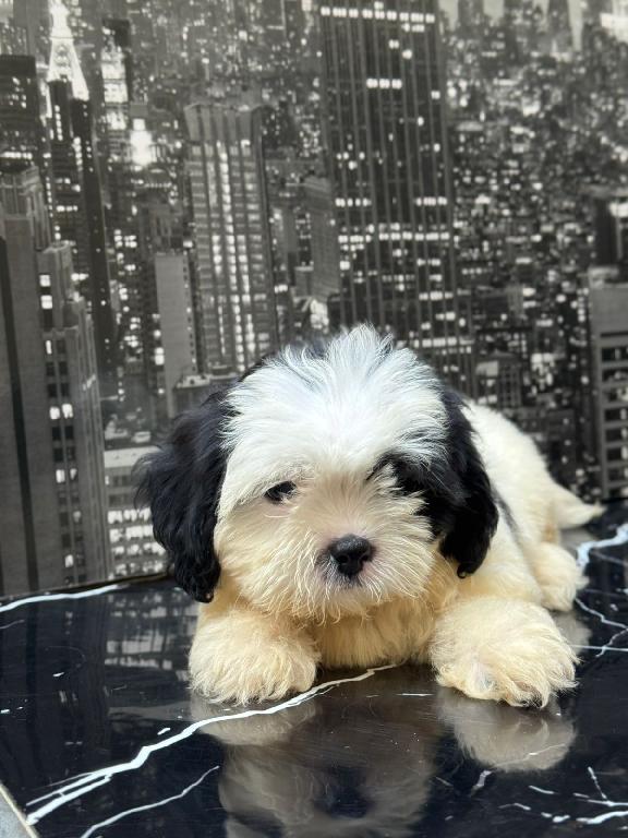 OFERTA CACHORRO SHIPOO HEMBRA EN SANTO DOMINGO Y VACUNA AL DIA  Foto 7308297-1.jpg