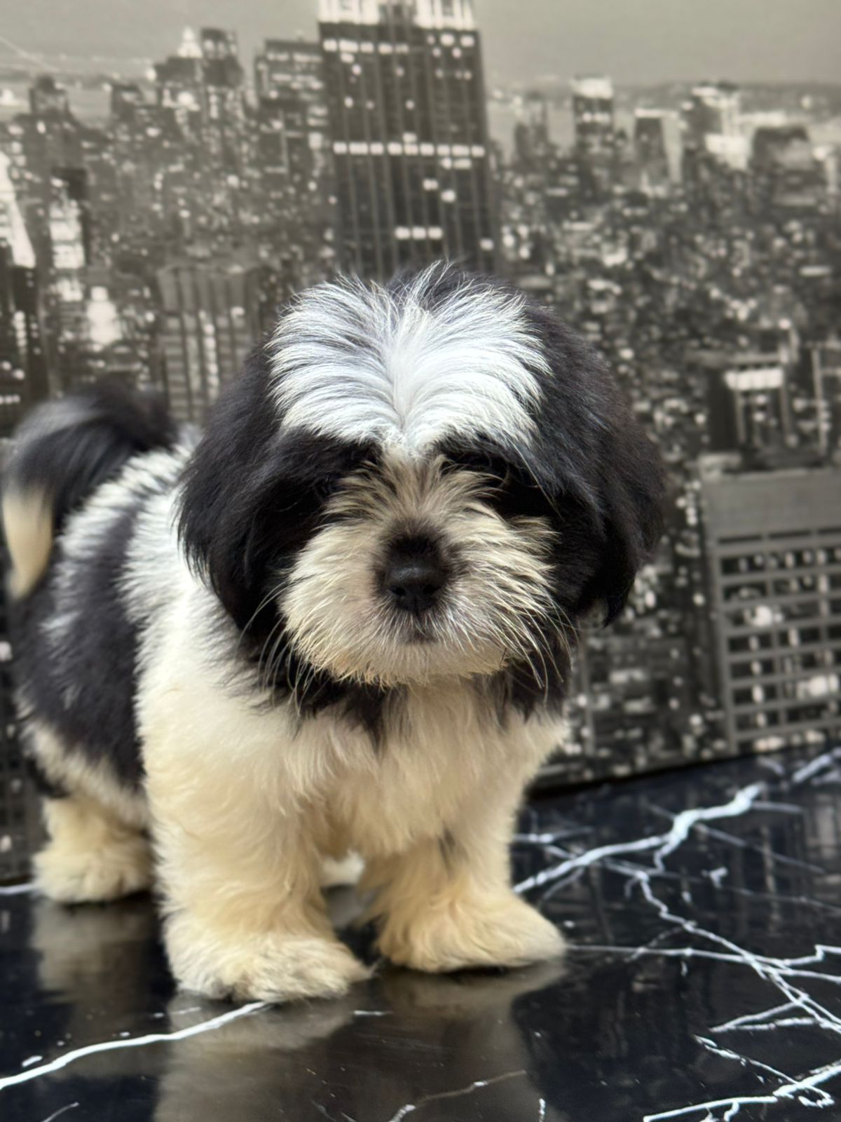 OFERTA CACHORRO SHIPOO HEMBRA EN SANTO DOMINGO Y VACUNA AL DIA  Foto 7308297-2.jpg
