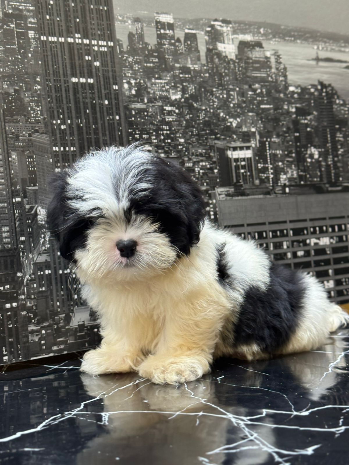 OFERTA CACHORRO SHIPOO HEMBRA EN SANTO DOMINGO Y VACUNA AL DIA  Foto 7308297-3.jpg