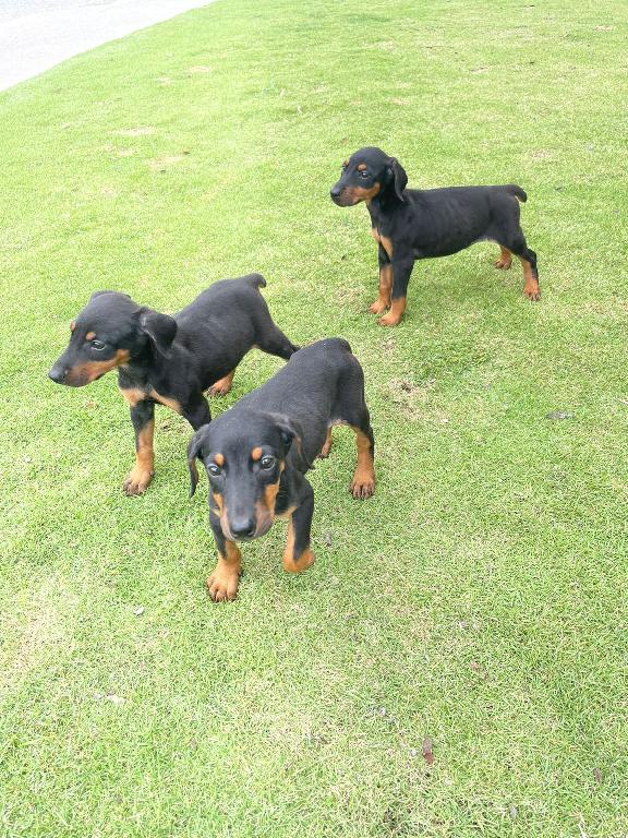 OFERTA CACHORRO DOBERMAN AMBOS SEXO EN SANTO DOMINGO Y VACUNA AL DIA  Foto 7308298-1.jpg