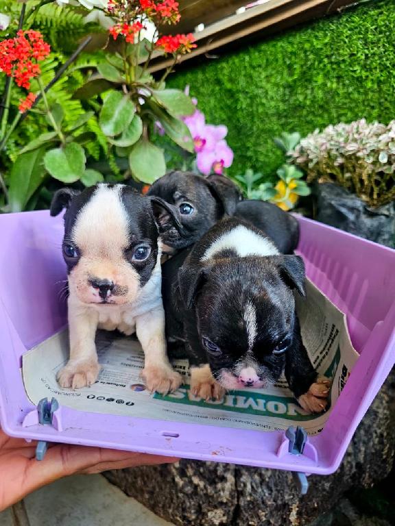 OFERTA CACHORRO BOSTON TERRIER AMBOS SEXO EN SANTO DOMINGO VACUNADOS  Foto 7308426-1.jpg