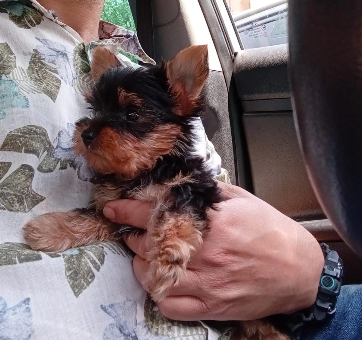 OFERTA CACHORRO YORKIE AMBOS SEXO EN SANTO DOMINGO Y VACUNA AL DIA  Foto 7308427-1.jpg