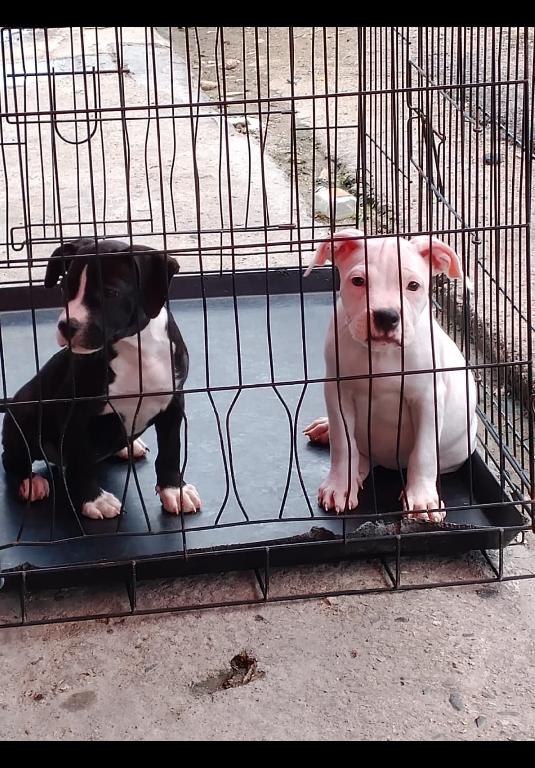 OFERTA CACHORRO PITBULL HEMBRA EN SANTO DOMINGO Y VACUNA AL DIA  Foto 7308428-1.jpg