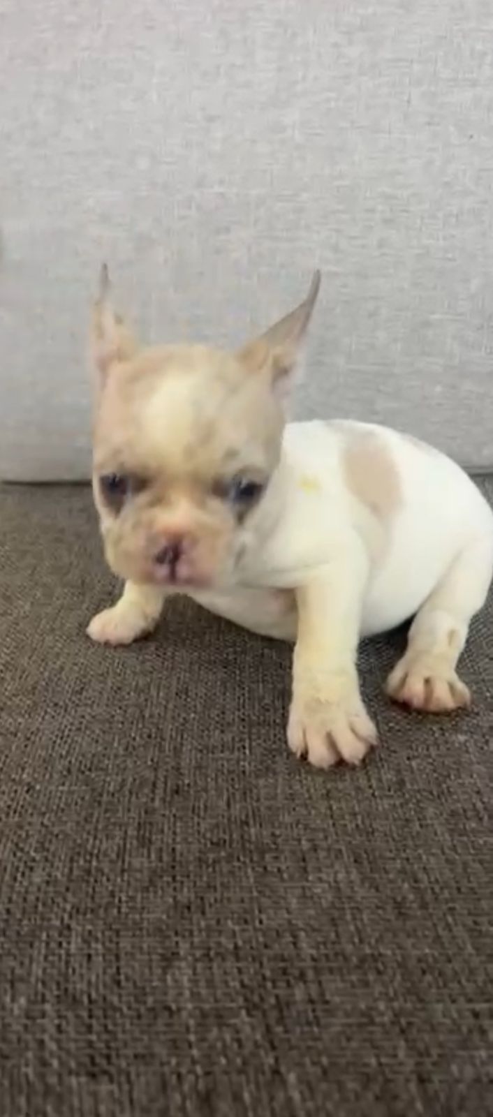 OFERTA CACHORRO BULLDOG FRANCES HEMBRA EN SANTO DOMINGO Y VACUNA AL DI Foto 7308430-1.jpg