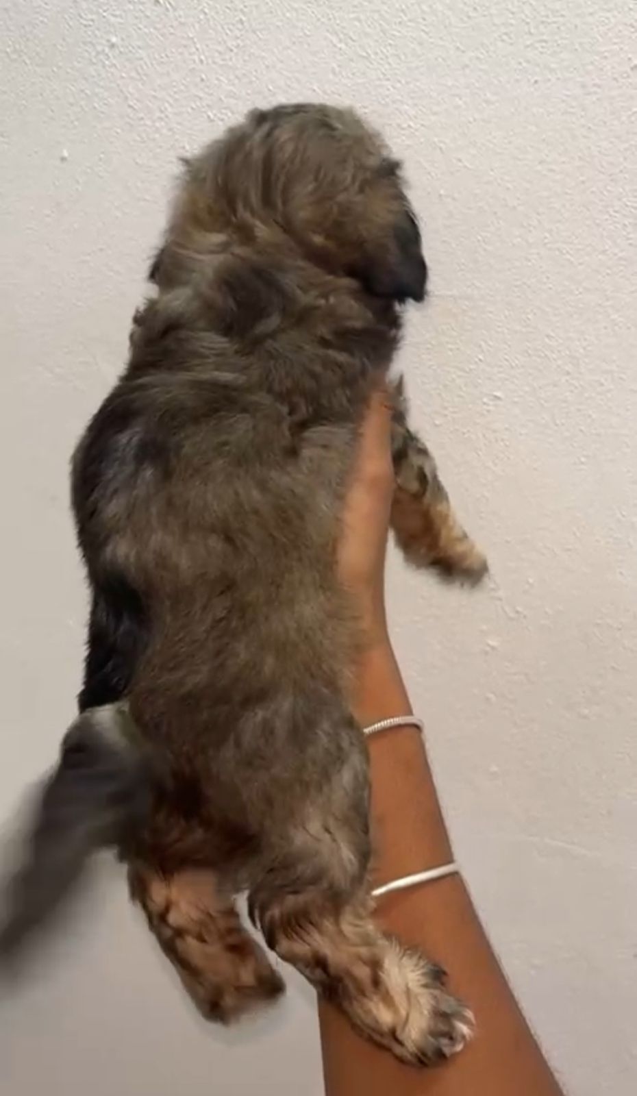 OFERTA CACHORRO SHIPOO MACHO EN SANTO DOMINGO Y VACUNA AL DIA  Foto 7308431-1.jpg