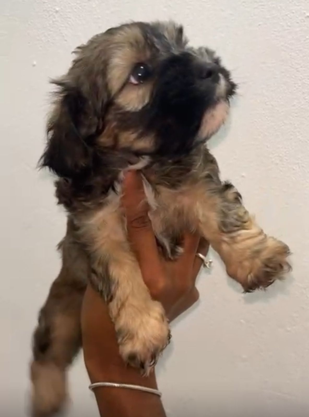 OFERTA CACHORRO SHIPOO MACHO EN SANTO DOMINGO Y VACUNA AL DIA  Foto 7308431-2.jpg